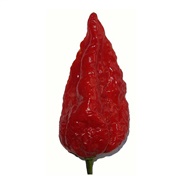 Naga Morich Pepper