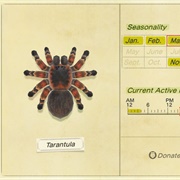 Tarantula