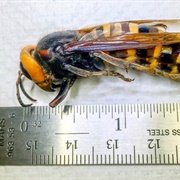 Murder Hornets Arrive in America