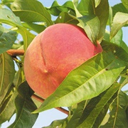 Golden Jubilee Peach