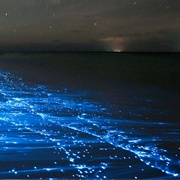 Bioluminescence Tour