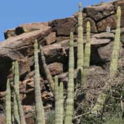 El Vizcaíno Biosphere Reserve
