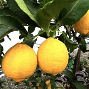 Genoa Lemons