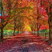 Ellicottville, New York, USA