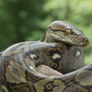 Reticulated Python
