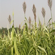 Arundo Cane (In Seed)