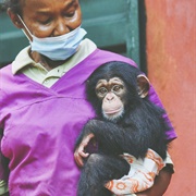 Tacugama Chimpanzee Sanctuary