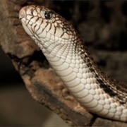 Northern Pine Snake