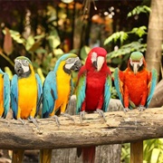 Parrot Mountain and Gardens