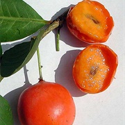 Imbe Fruit