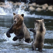 Stare Down a Grizzly Bear (BC)