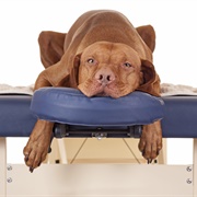 Get a Massage for Your Pet