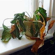 Fail at Keeping a Plant Alive