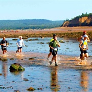 Not Since Moses Race (NS)