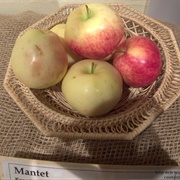 Mantet Apples