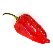 Dorset Naga Pepper