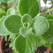 Indian Borage (Coleus Amboinicus)