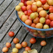 Mirabelle Plum