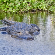 Lake Apopka, Orlando, Florida