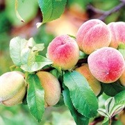 Rio Grande Peach