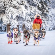 Go Dogsledding (YK)