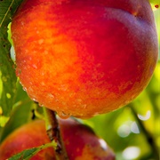 Ventura Peach