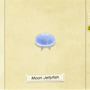 Moon Jellyfish