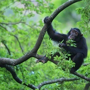Responsibly Visit Chimpanzees, Gombe
