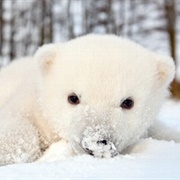 Polar Bear