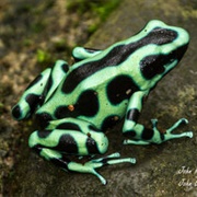 Green and Black Poison Frog