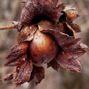 Asian Hazel (Corylus Heterophylla)