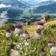 Kitzbüheler Horn Wildflower Garden, Austria