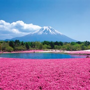 Fuji Shibazakura Festival, Japan