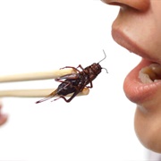 Eat a Cricket