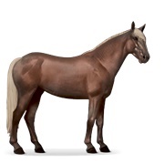 Flaxen Liver Chestnut