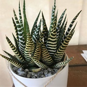 Zebra Cactus