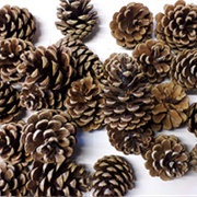 Fir Cones