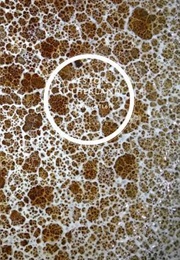 The Odes to TL61P (Keston Sutherland)