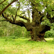 Sherwood Forest of Nottinghamshire, UK