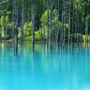 The Blue Pond, Biei, Japan