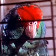 Ring Around the Collar Parrot