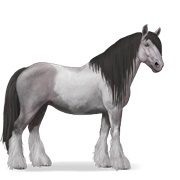 Mouse Grey Tobiano