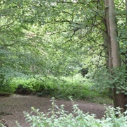 Whippendell Woods, Chandler's Cross, Rickmansworth WD3 4NA, UK