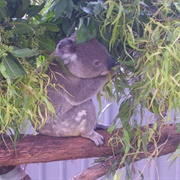 Koala Sanctuary, Port Macquarie, Australia