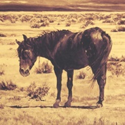 Wake Up Ray - Richmond Fontaine