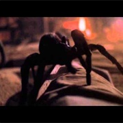 Spiders Arachnophobia