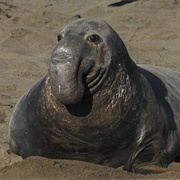 Elephant Seal