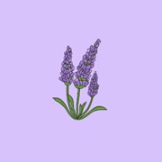 Lavender Audio
