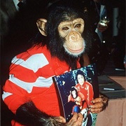 Bubbles the Chimp - Michael Jackson's Monkey