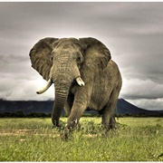 African Elephant (Largest Land Animal)